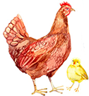 poulet icon
