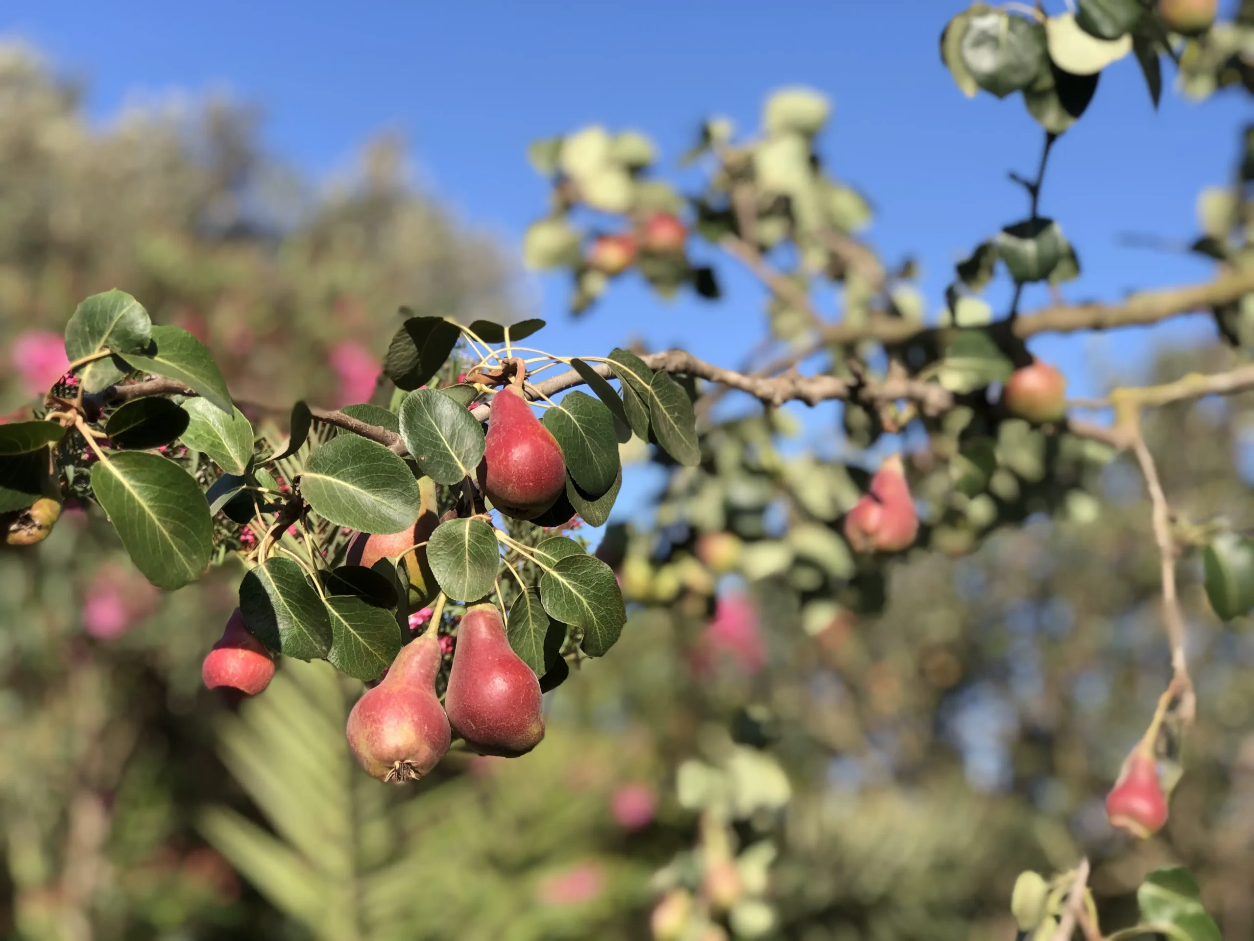Fruits bio dans les vergers de producteurs partenaires au Maroc