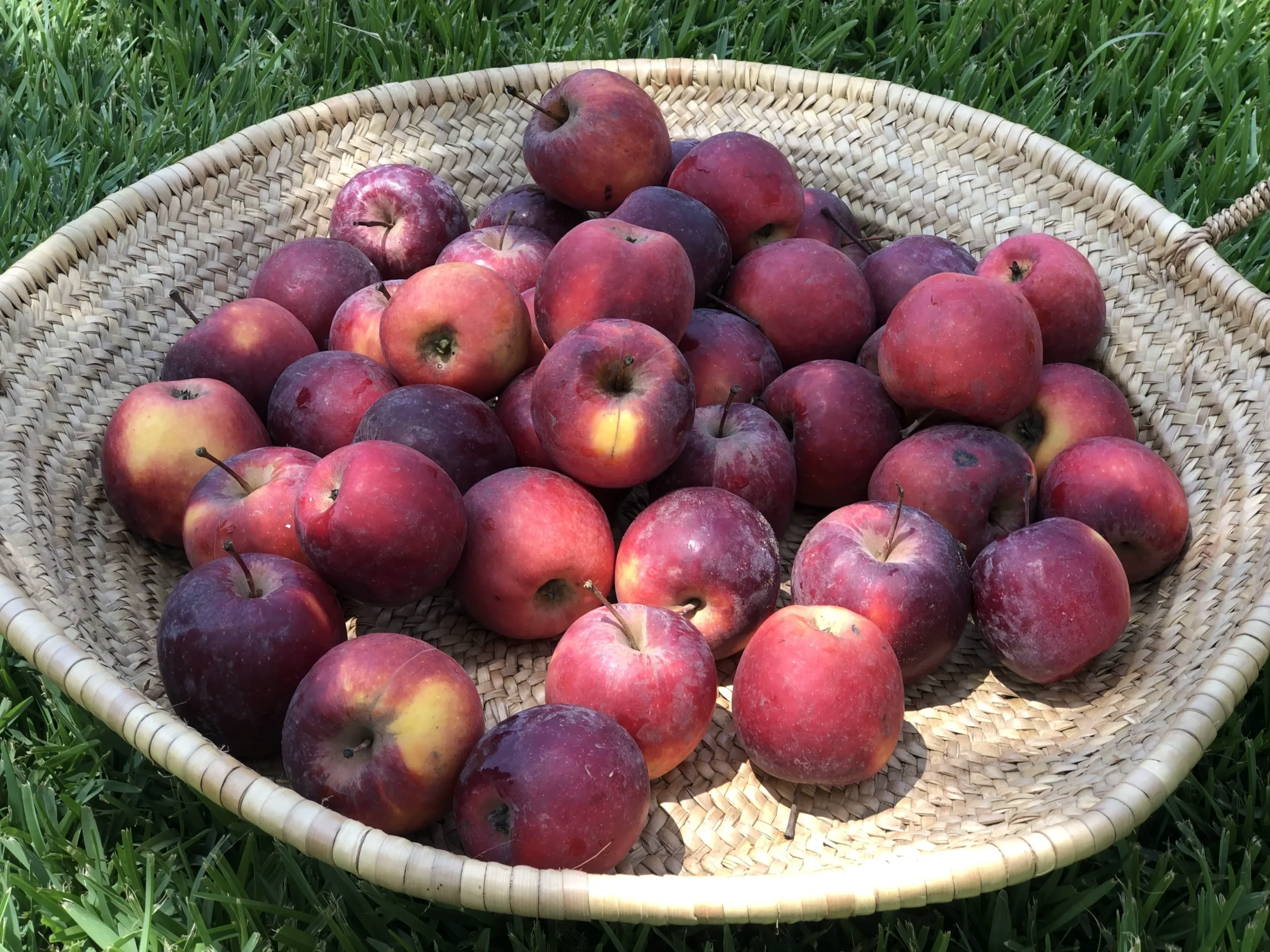 Pommes bio fraîches et de saison au Maroc